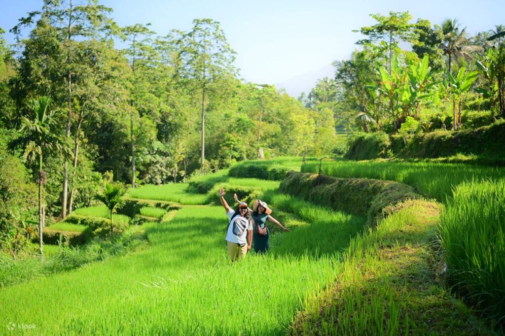 Tetebatu Monkey Forest Gate