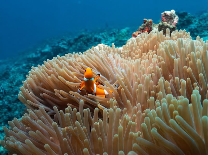 Gili Meno Underwater Life and Coral Reefs