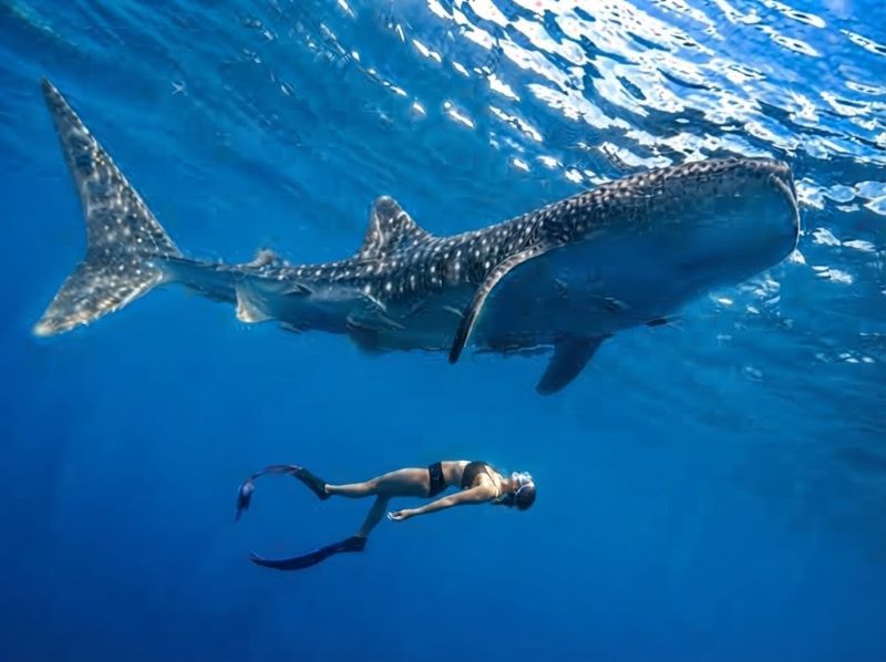 Lombok whale shark trip