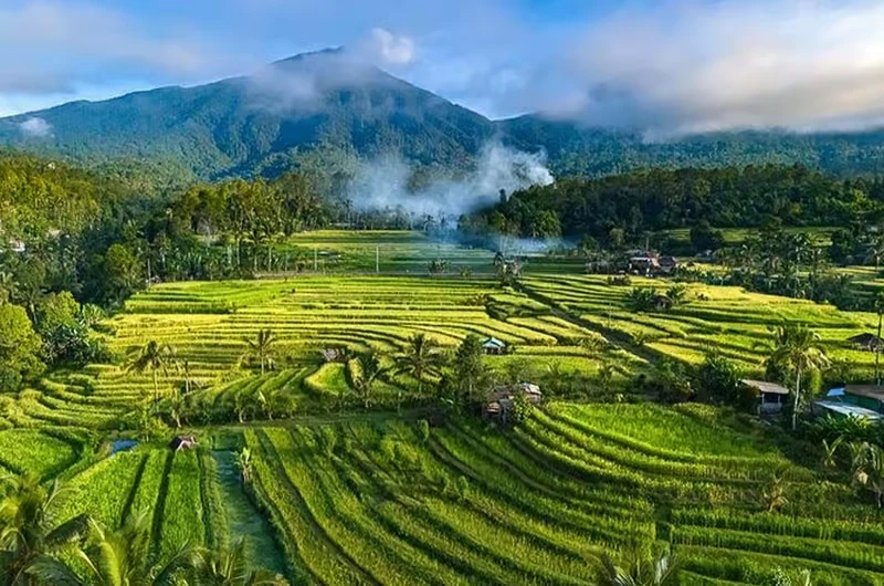 Tetebatu Rice Terraces