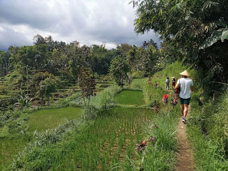 Tetebatu Trekking