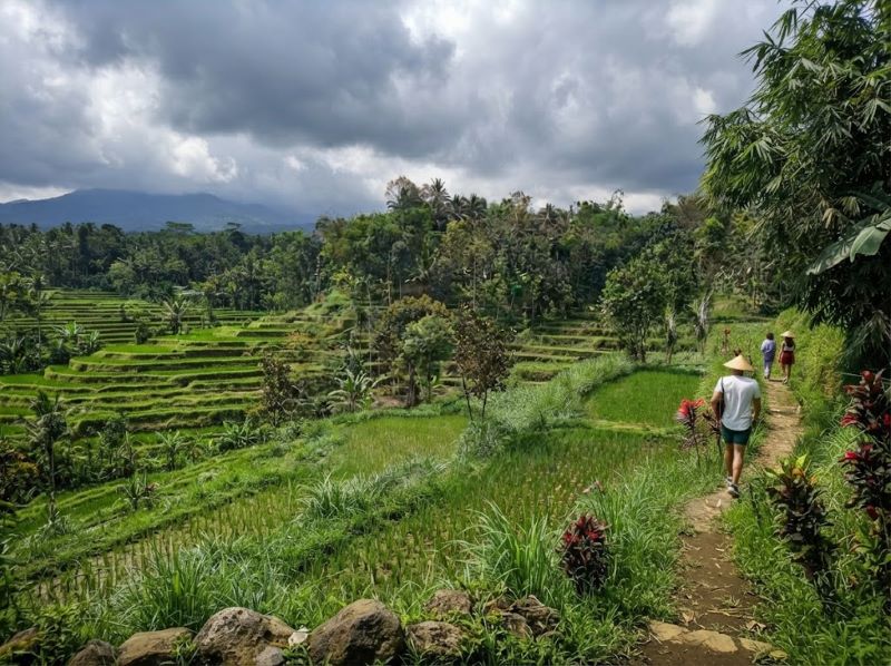 Tetebatu walking field rice