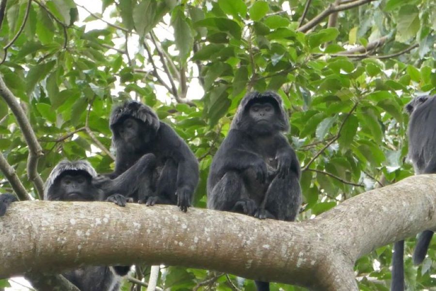 tetebatu monkey forest