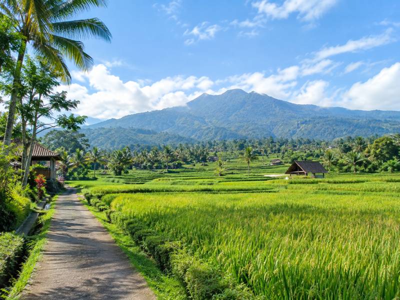 Quiet countryside and rice fields on a Tetebatu day tour