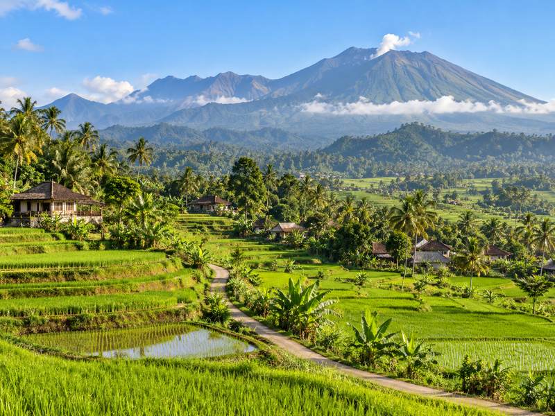 Beautiful green rice fields and traditional farming villages in Tetebatu Lombok
