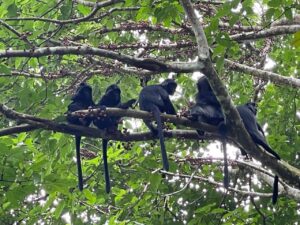 Tetebatu Monkey Forest Gate