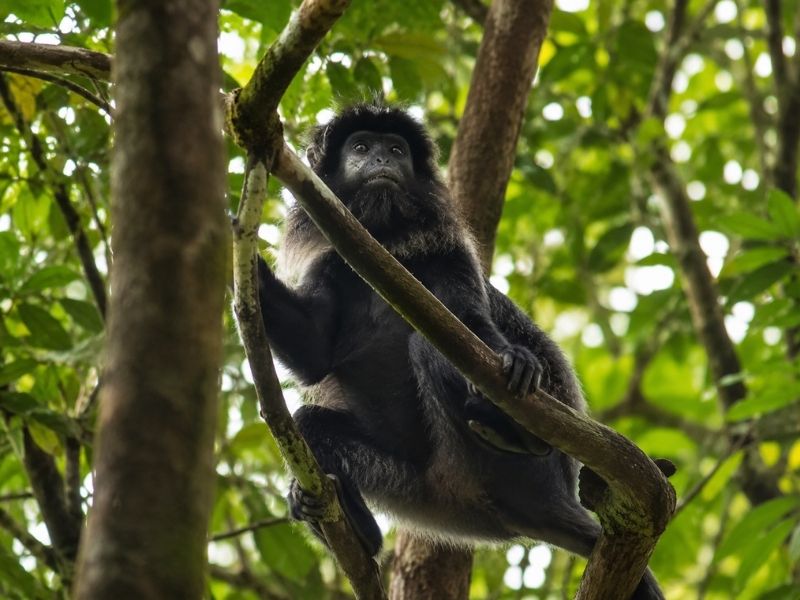 Tetebatu black monkey forest