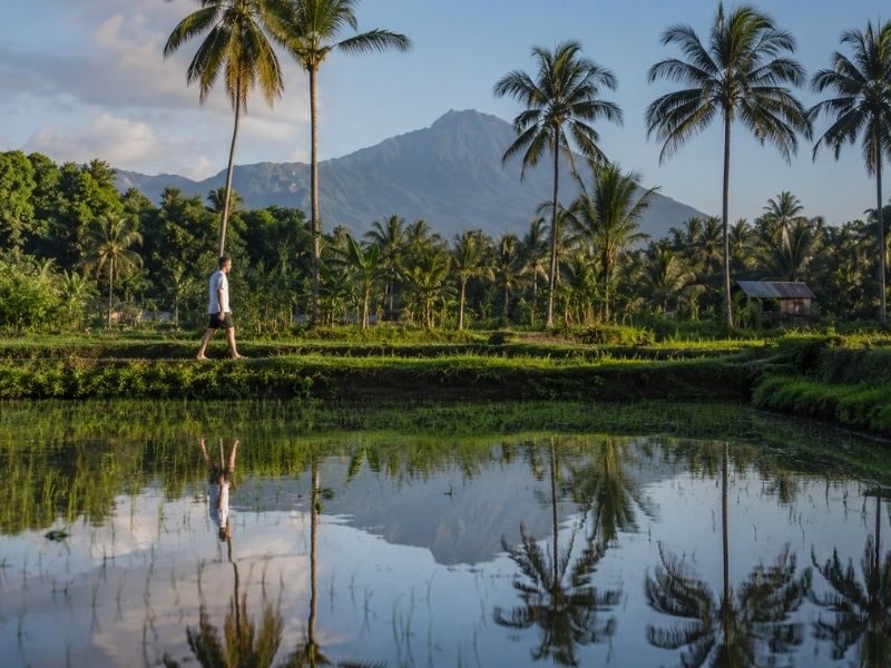 Tetebatu rice field with Mount Rinjani