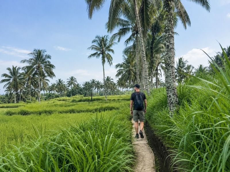 Walking through Tetebatu rice fields