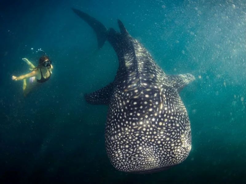Lombok whale shark tour
