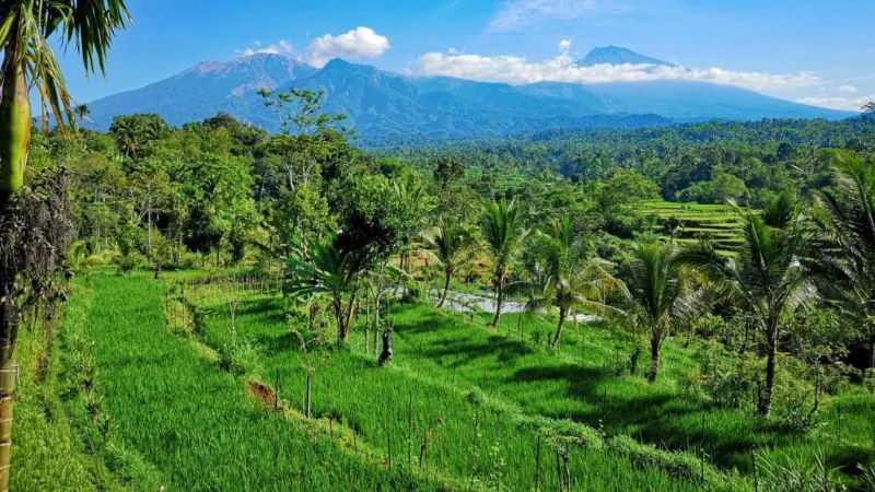 Tetebatu Rice Terraces