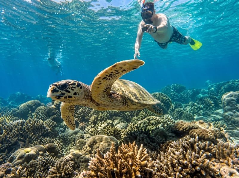 Gili T snorkeling day trip