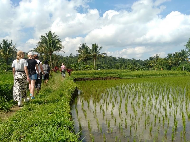 Tetebatu guide price