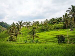 Tetebatu rice fields