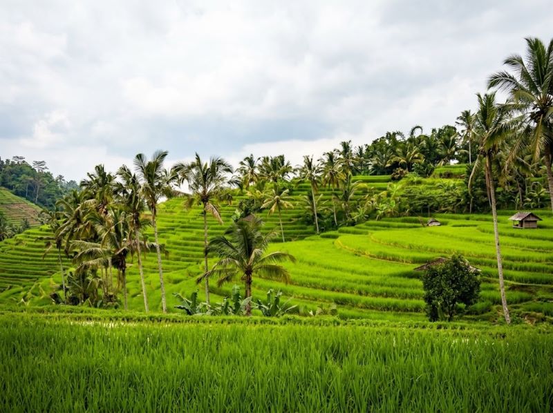 Tetebatu rice fields