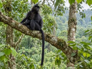 Tetebatu monkey