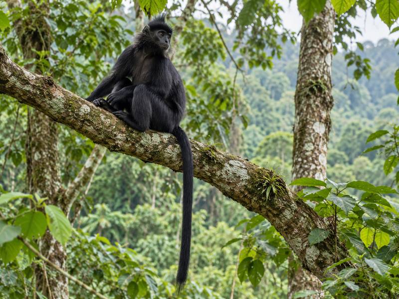 Tetebatu monkey